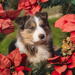 Quincy - White and blue male Border Collie puppy in Fresno, California from Alpine Tails