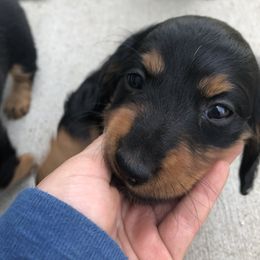 Dachshund All Grown Up from Michelle's Dachshunds