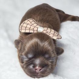 Dio - Liver male Shih Tzu puppy in League City, Texas from Divine Pups