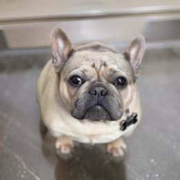 Sasha - French Bulldog