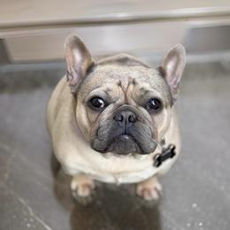 Sasha - French Bulldog