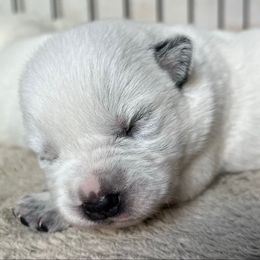 Boy 2 - Blue speckled male Australian Cattle Dog puppy in Irvington, Kentucky from Dry Valley’s Australian Cattle Dogs