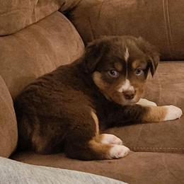 Ivy - Red tri female Miniature Australian Shepherd puppy in Philpot, Kentucky from Miller Hill Mini American Shepherds and Mini Australian Shepherds