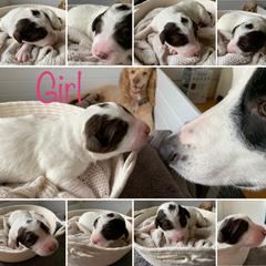 Bordoodle and Poodle Puppies from Bordoodles of Maine