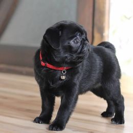 Pug Puppies from Pug Puppies of Boston