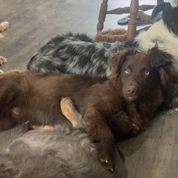 Link - Australian Shepherd