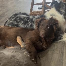 Link - Australian Shepherd