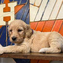 (Mermaid) Sandy Rose - Cream female Goldendoodle puppy in Houston, Texas from Were The Mack'Doodles