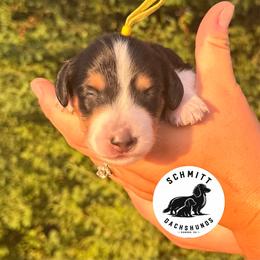 Tootles - Piebald male Dachshund puppy in Ramona, Oklahoma from Schmitt Dachshunds