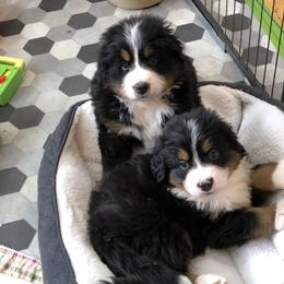 Bernese Mountain Dog and Scottish Terrier Puppies from Defiant