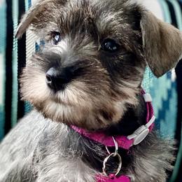 Miniature Australian Shepherds, Miniature Schnauzers, and Toy Australian Shepherds from Roses Halfpint Ranch