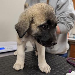 Girl 3 - Fawn female Anatolian Pyrenees puppy in Marysville, Ohio from Brotherton Family Farms