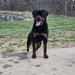 Enzo - Rottweiler
