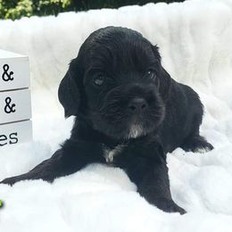 Cockapoo, Cocker Spaniel, and Goldendoodle Puppies from Robbin's Treasures