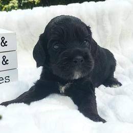 Cockapoo, Cocker Spaniel, and Goldendoodle Puppies from Robbin's Treasures