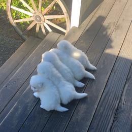 Samoyed Puppies from White Cloud Samoyeds