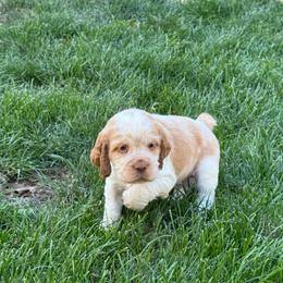 Gage - Lemon and white male English Springer Spaniel puppy in Coeur D'alene, Idaho from Springer Hollow