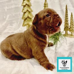 French Bulldog Puppies from The French Bulldog Company LLC