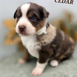 CEDAR - Red tri male Toy Australian Shepherd puppy in Viking, Minnesota from Son Shine Farm
