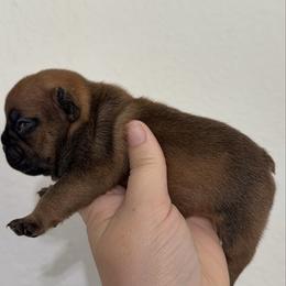 Magnolia - Fawn female French Bulldog puppy in Galt, California from The three little frenchies
