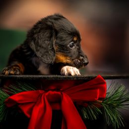 Girl 2 - Black and tan female Dachshund puppy in Amesbury, Massachusetts from Fox Hill Farm & K9