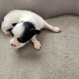 Girl 1 - Papillon puppy in Spokane Valley, Washington from D and T's Papillons