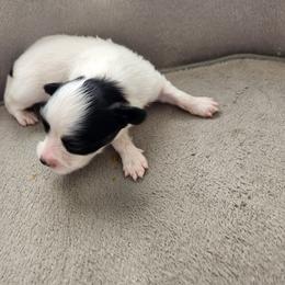 Girl 1 - Papillon puppy in Spokane Valley, Washington from D and T's Papillons