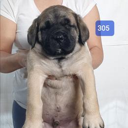 AKC PUP 305 - Fawn male Mastiff puppy in Ava, Missouri from Ozark Mountain Mastiffs