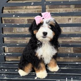 Gabby - Bernedoodle