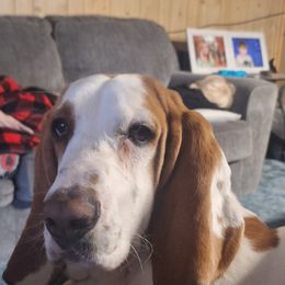 Hercules hound - Basset Hound