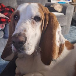 Hercules hound - Basset Hound