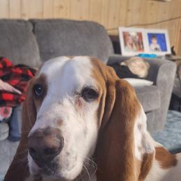 Hercules hound - Basset Hound