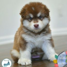 Oriole - Red and white female Alaskan Malamute puppy in Kingston, Tennessee from North Shore Alaskan Malamutes