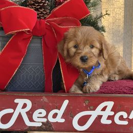 Blue - Red  male Goldendoodle puppy in Hesperia, Michigan from Red Acres Poodles & Doodles