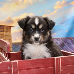 Black Tri 2 - Black tri female Miniature Australian Shepherd puppy in Ronan, Montana from Dirt Road Aussie’s of Montana