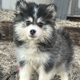 Savannah - Black female Pomsky puppy in Mc Minnville, Oregon from West Coast Pomskies