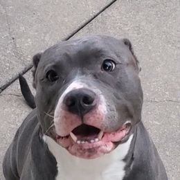American Bullies from OG BULLIES
