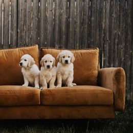 Golden Retriever Puppies from Rosemary Goldens