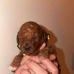 Everest - Goldendoodle
