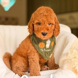 Coach - Red  male Goldendoodle puppy in Hartwell, Georgia from BellaDoodles
