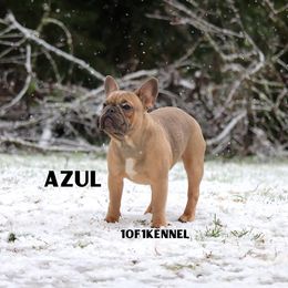 American Pit Bull Terrier, French Bulldog, and Staffordshire Bull Terrier Puppies from Pacific Wonderland French Bulldogs