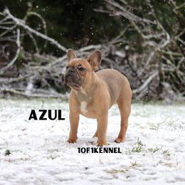 American Pit Bull Terrier, French Bulldog, and Staffordshire Bull Terrier Puppies from Pacific Wonderland French Bulldogs