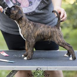 Red - Brindle male Boxer puppy in Catlett, Virginia from Honey and Coal Kennels