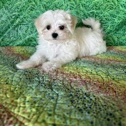 Green - White and tan male Maltese puppy in Davis, Oklahoma from Cozy Maltese