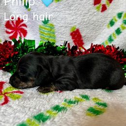 Philip - Black and tan male Dachshund puppy in Aiken, South Carolina from State Eight Dachshunds