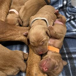 Brittany and Vizsla Puppies from Tequila Kennels