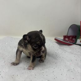 Hera - Tricolors female French Bulldog puppy in Amarillo, Texas from Bomb City Bulldogs