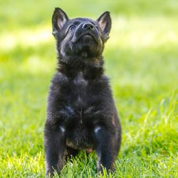 German Shepherd Puppies from Faoladh German Shepherds