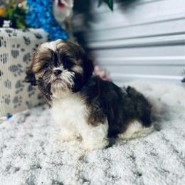 AKC Major - Liver and white male Shih Tzu puppy in Elgin, South Carolina from Silver Bells Paw Prints