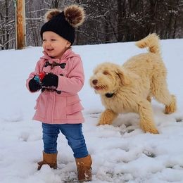 Labradoodle Puppies from 101 Labradoodles